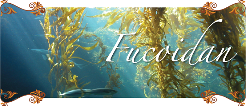 ăn tảo nâu hay dùng fucoidan