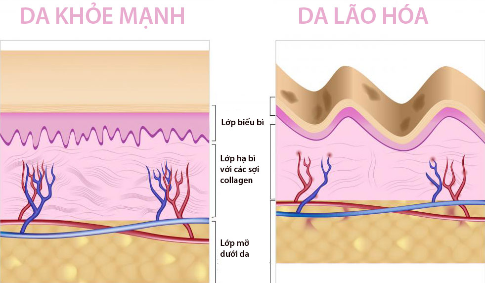 Tác dụng của collagen đối với da, tóc, xương khớp như thế nào?
