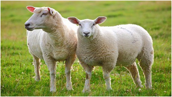 Tác dụng của nhau thai cừu