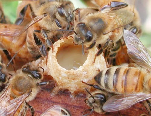 Sữa ong chúa là gì và vì sao lại tốt như thế?