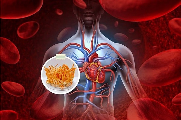 Lợi ích của đông trùng hạ thảo với sức khỏe tim mạch