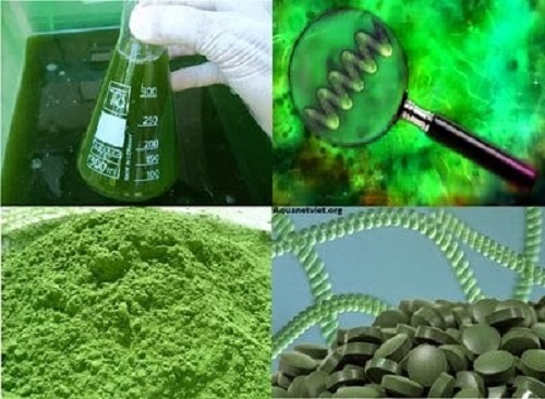 tảo biển được sản xuất thế nào