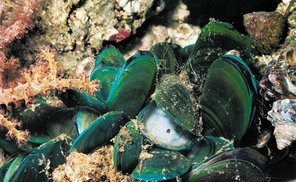 NZ Green Mussel Careline (Úc)