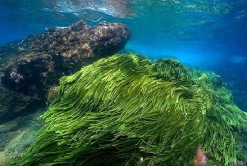 Top 3 loại tảo biển xoắn Nhật Bản tốt nhất hiện nay