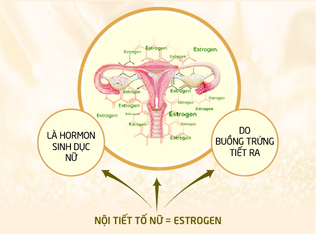 estrogen là gì