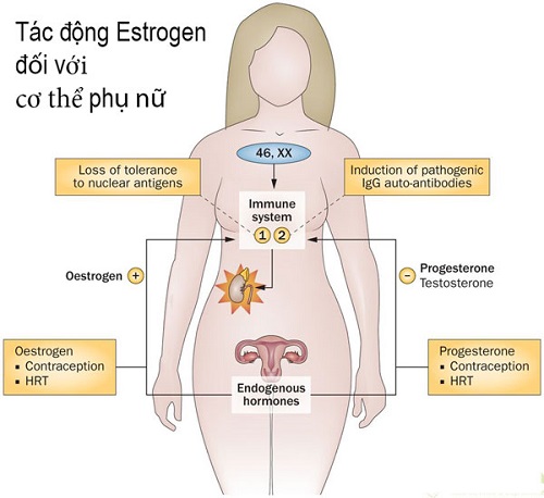 Vai trò của estrogen là gì?