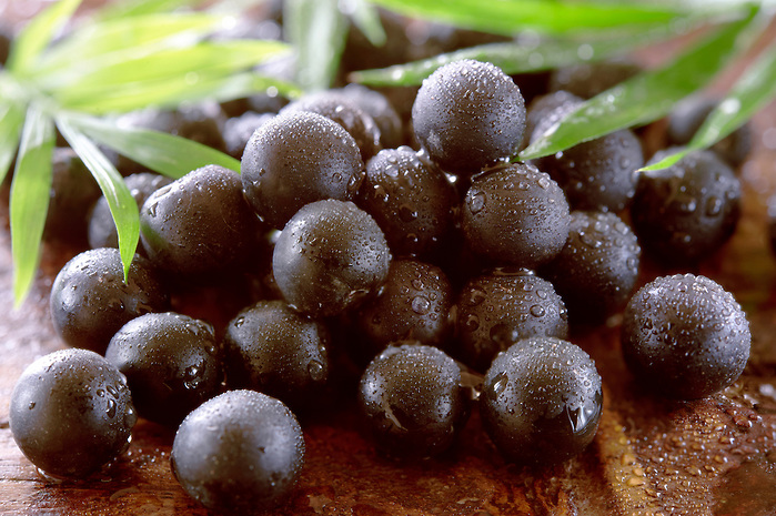 Trái cây Acai Berry nguyên liệu chính tạo lên viên uống Acai USA