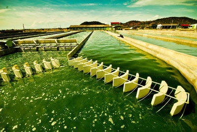 Nơi nuôi trồng tảo mặt trời spirulina