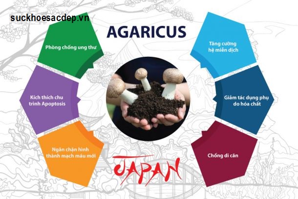 nấm Agaricus